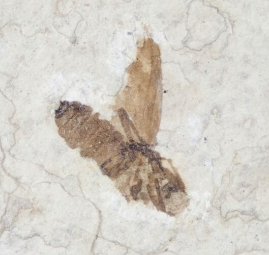 Fossil March Fly (Plecia) - Green River Formation #16053